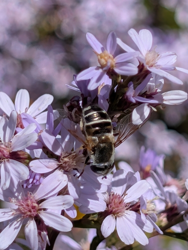 Yellow-shouldered Drone Fly