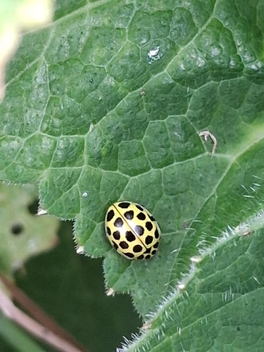 22-spot Ladybird