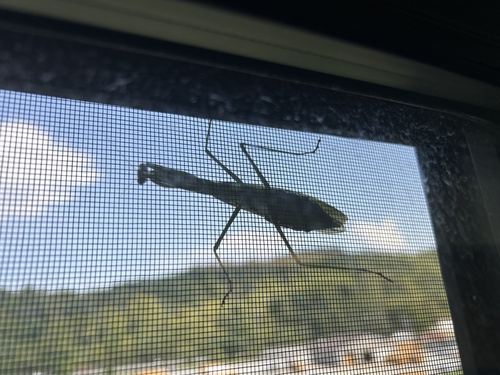 Chinese Mantis
