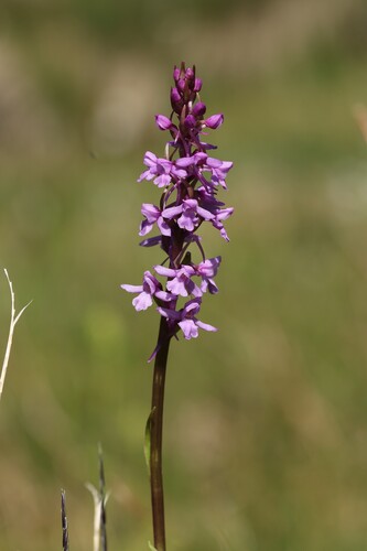 Gymnadenia conopsea, photograph 1