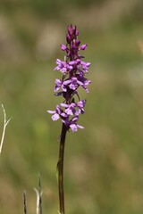 Gymnadenia conopsea