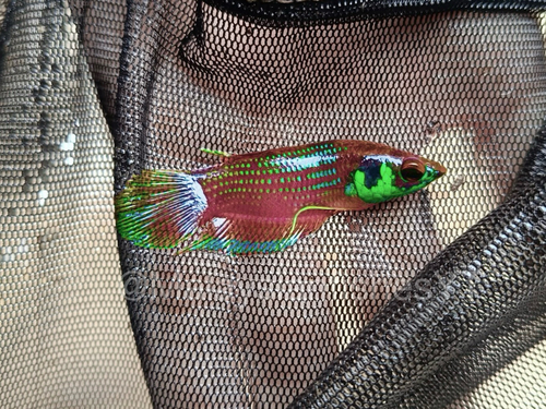 Satun Betta