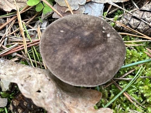 blackedged shield