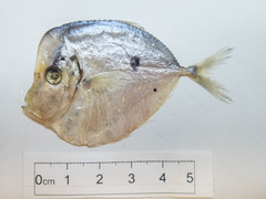 Selene setapinnis