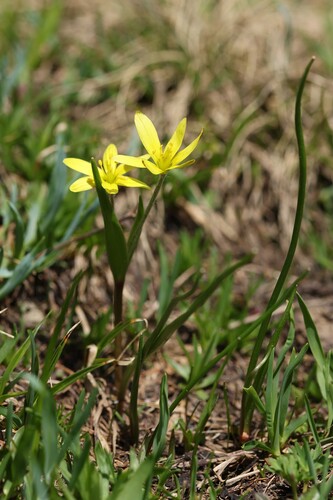Gagea fragifera, photograph 3