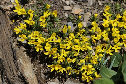 Androsace vitaliana
