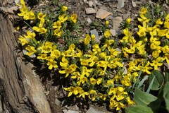 Androsace vitaliana