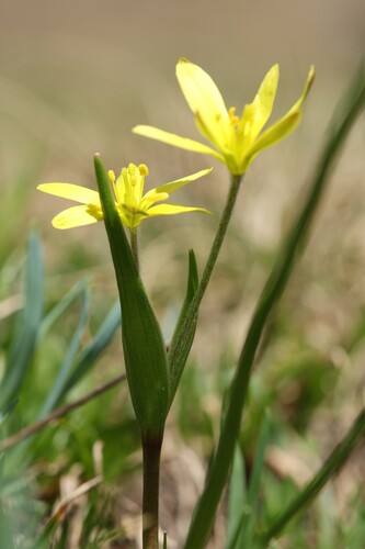 Gagea fragifera, photograph 2