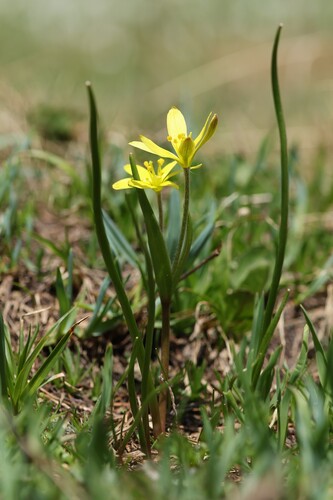 Gagea fragifera