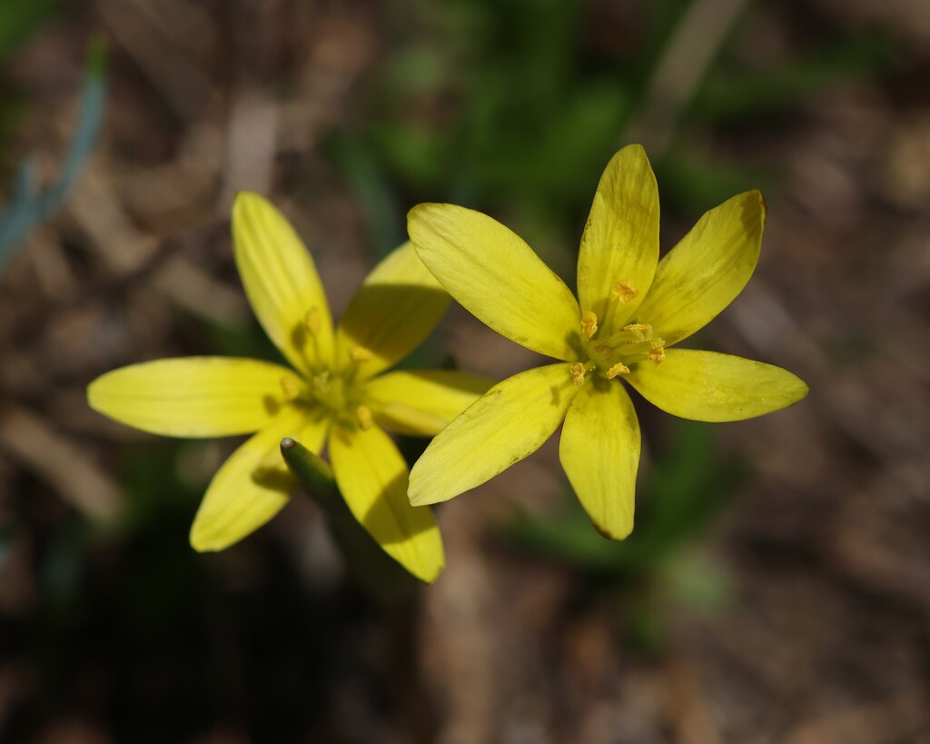Gagea fragifera; photograph (c) Antoine Thivolle, some rights reserved (CC BY)