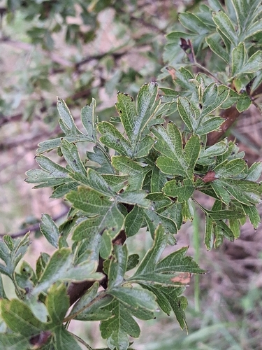 common hawthorn