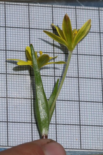 Gagea fragifera, photograph 5