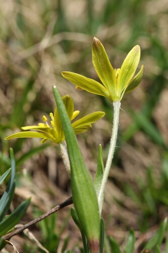 Gagea fragifera, photograph 6
