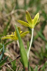Gagea fragifera, photograph (c) Antoine Thivolle, some rights reserved (CC BY)