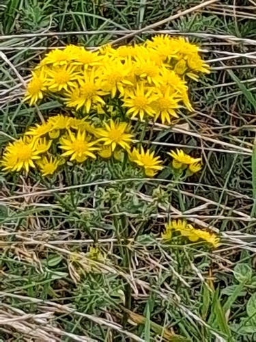 ragwort