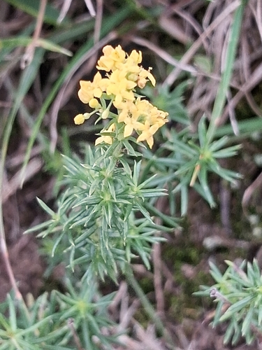 Lady's Bedstraw