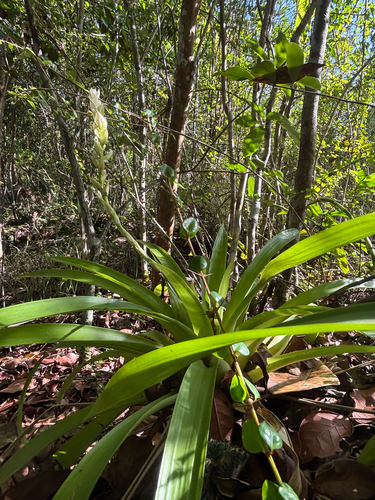 West Indian tufted airplant