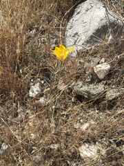 Calochortus concolor