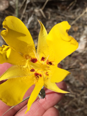 Calochortus concolor
