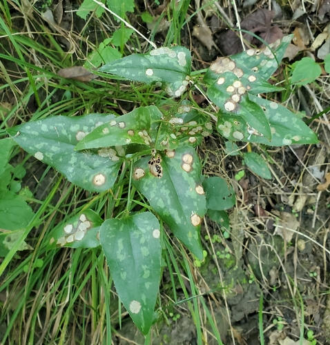 Smilax bona-nox, photograph 6