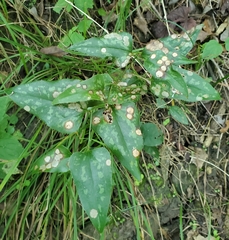Smilax bona-nox, photograph author not stated, no rights reserved
