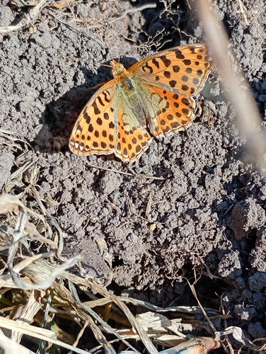 Queen of Spain Fritillary