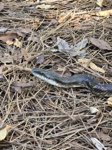 Central Ratsnake