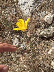 Calochortus concolor