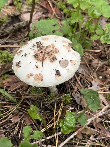 False Death-cap