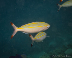 Pterocaesio digramma