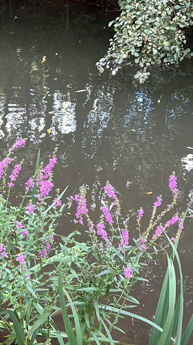 purple loosestrife