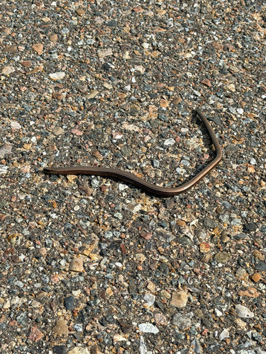 Common Slowworm