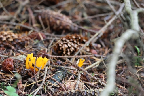 Jelly-antler