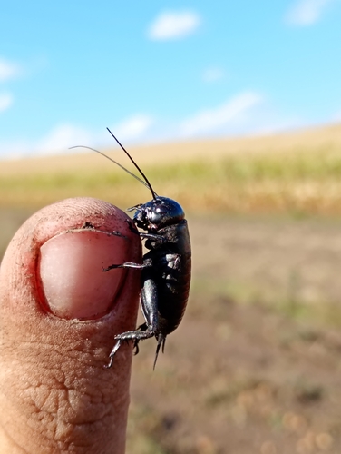 Desert Cricket