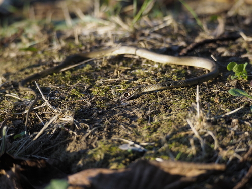 Green Whip Snake