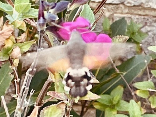 Eurasian Hummingbird Hawkmoth