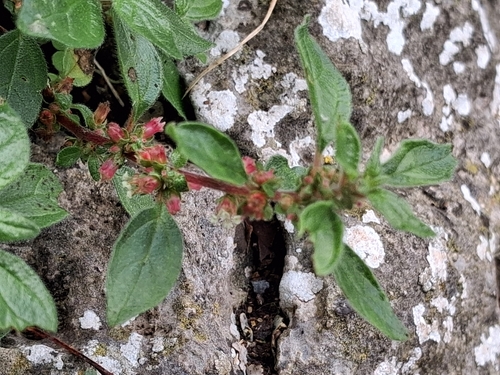 pellitory-of-the-wall
