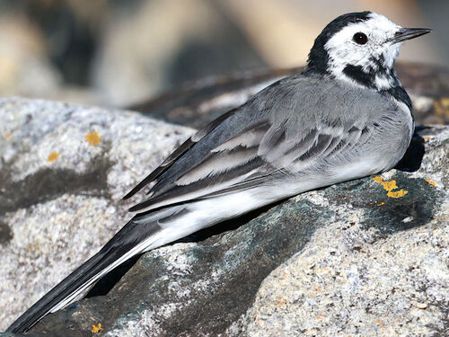 White Wagtail