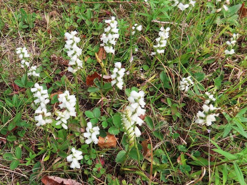 Sphinx ladies’ tresses