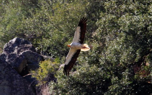 Egyptian Vulture