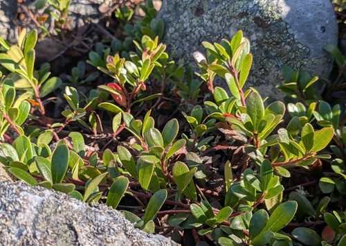 bearberry