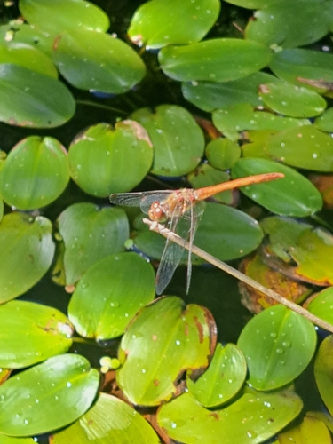 Common Darter