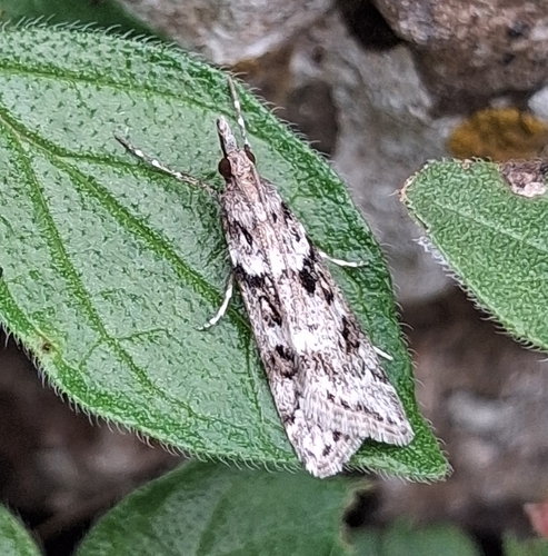 Narrow-winged Grey
