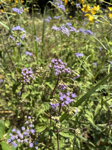 blue mistflower