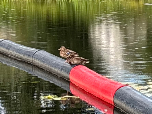 Mallard