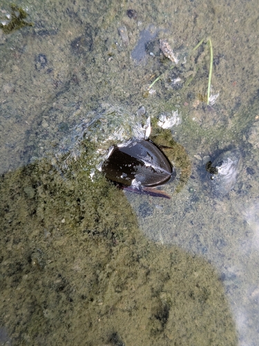 Giant Water Scavenger Beetle