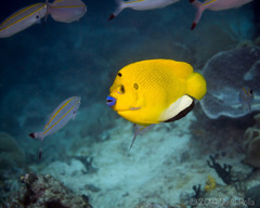 Apolemichthys trimaculatus