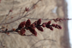 Myrica gale tomentosa