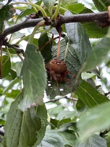 Cross Orbweaver