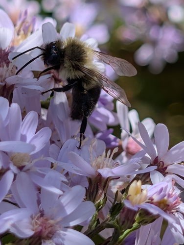Common Eastern Bumble Bee